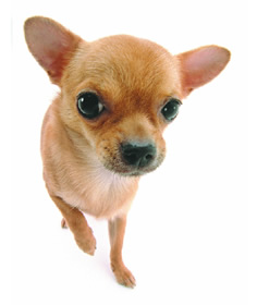 chihuahuak